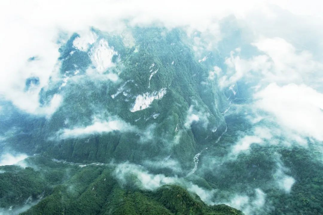 富硒野生茶是哪里的（野生茶富硒是什么意思）-硒宝网