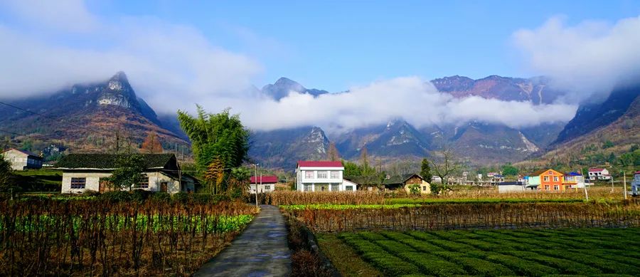 富硒野生茶是哪里的（野生茶富硒是什么意思）-硒宝网