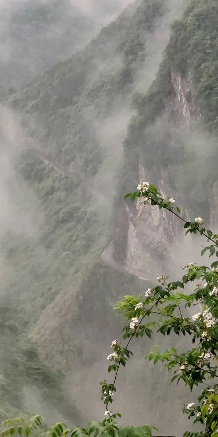 富硒野生茶是哪里的（野生茶富硒是什么意思）-硒宝网