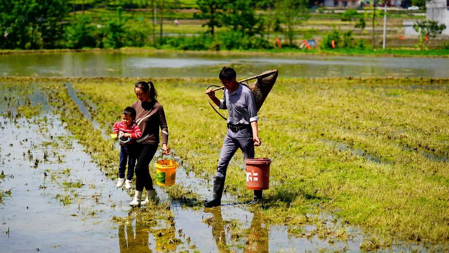 富硒野生茶是哪里的（野生茶富硒是什么意思）-硒宝网