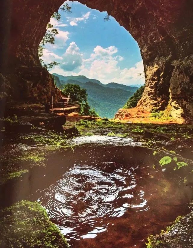 富硒野生茶是哪里的（野生茶富硒是什么意思）-硒宝网