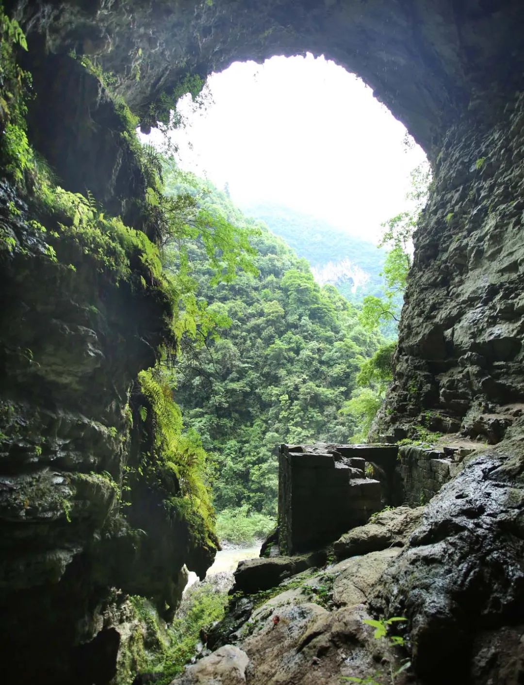 富硒野生茶是哪里的（野生茶富硒是什么意思）-硒宝网