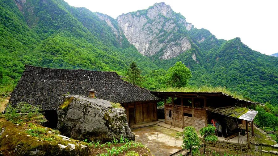 富硒野生茶是哪里的（野生茶富硒是什么意思）-硒宝网