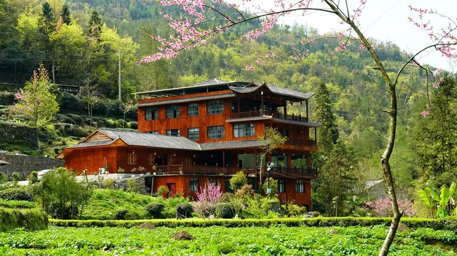 富硒野生茶是哪里的（野生茶富硒是什么意思）-硒宝网