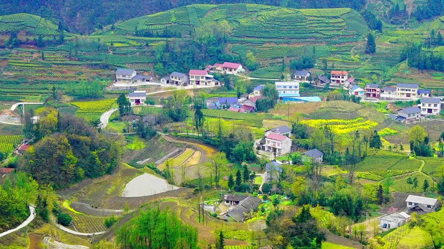 富硒野生茶是哪里的（野生茶富硒是什么意思）-硒宝网