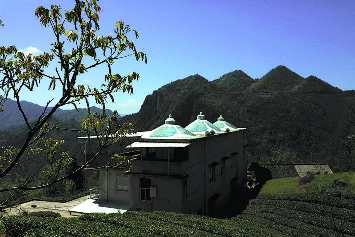 富硒野生茶是哪里的（野生茶富硒是什么意思）-硒宝网