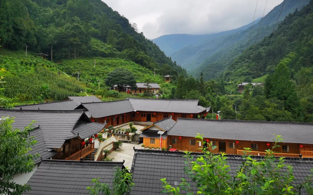 富硒野生茶是哪里的（野生茶富硒是什么意思）-硒宝网