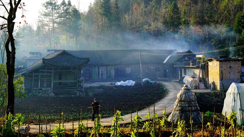 富硒野生茶是哪里的（野生茶富硒是什么意思）-硒宝网