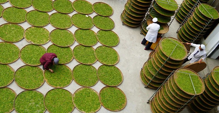 富硒野生茶是哪里的（野生茶富硒是什么意思）-硒宝网