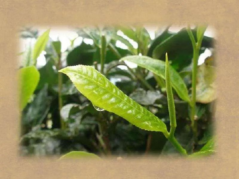 富硒野生茶是哪里的（野生茶富硒是什么意思）-硒宝网