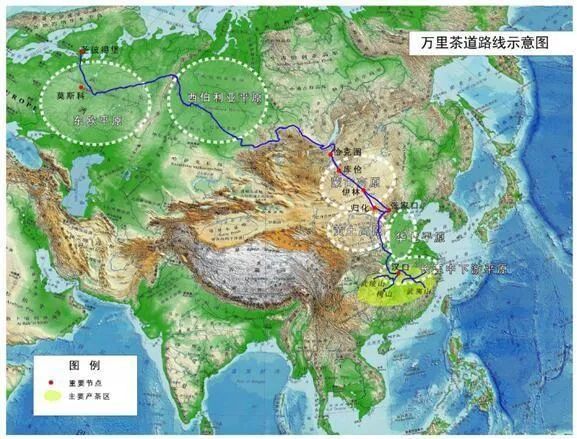 富硒野生茶是哪里的（野生茶富硒是什么意思）-硒宝网