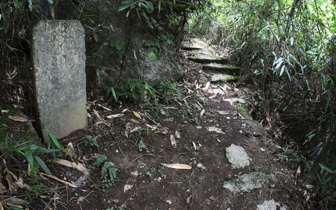 富硒野生茶是哪里的（野生茶富硒是什么意思）-硒宝网