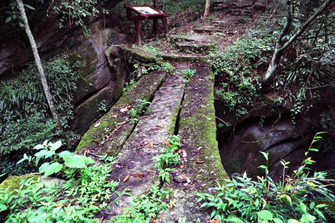 富硒野生茶是哪里的（野生茶富硒是什么意思）-硒宝网