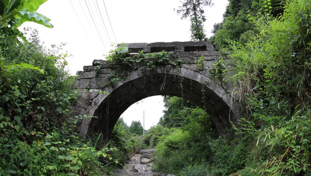 富硒野生茶是哪里的（野生茶富硒是什么意思）-硒宝网