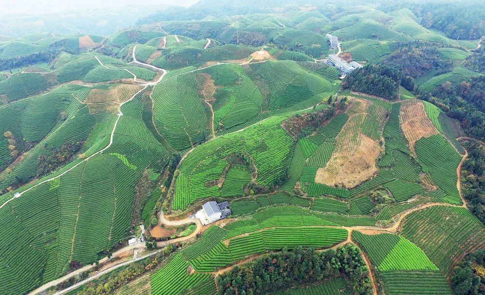 富硒野生茶是哪里的（野生茶富硒是什么意思）-硒宝网