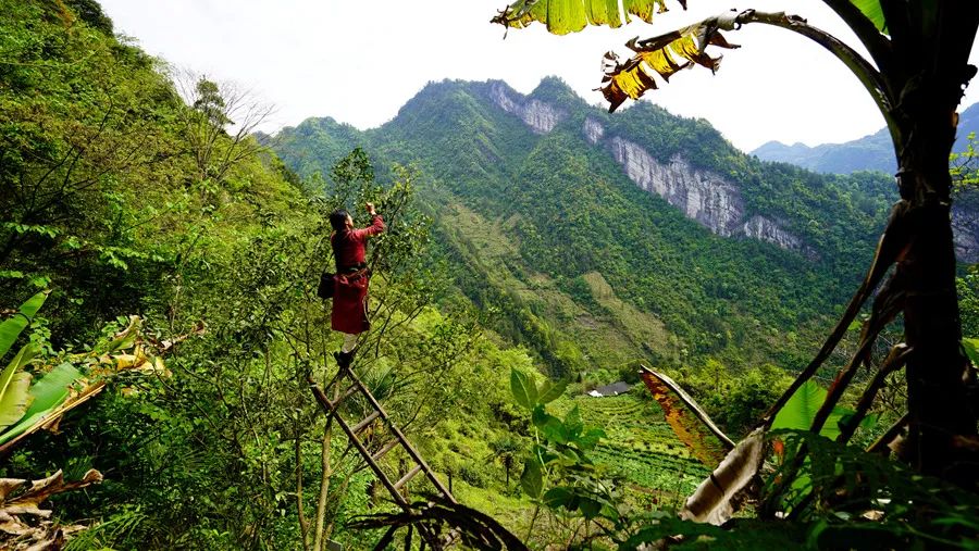 富硒野生茶是哪里的（野生茶富硒是什么意思）-硒宝网