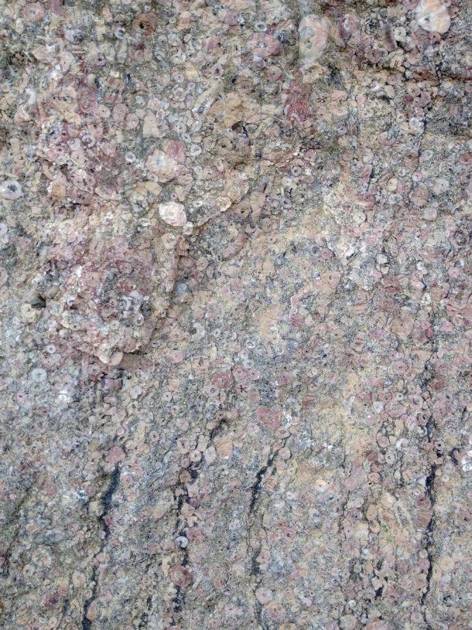 富硒野生茶是哪里的（野生茶富硒是什么意思）-硒宝网