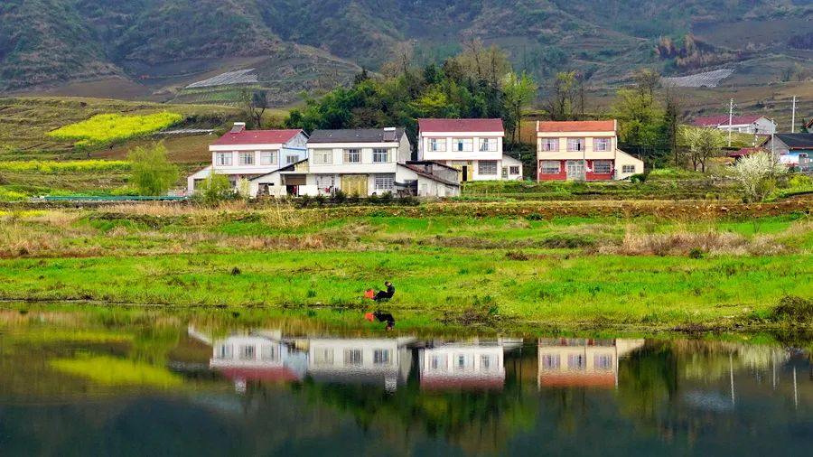 富硒野生茶是哪里的（野生茶富硒是什么意思）-硒宝网