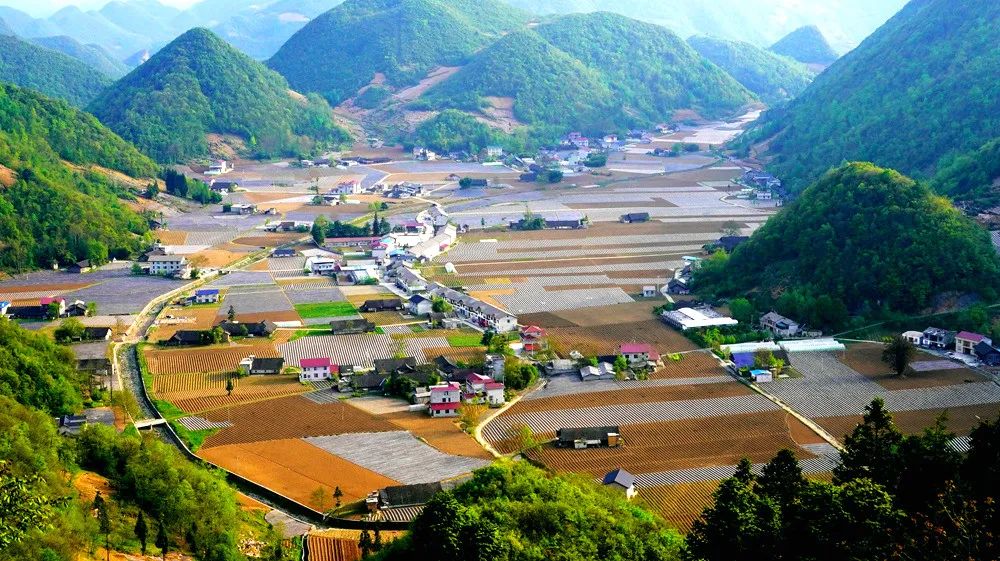 富硒野生茶是哪里的（野生茶富硒是什么意思）-硒宝网