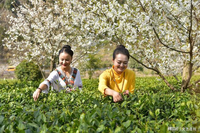 富硒原生古茶有哪些(原生态富硒茶叶)-硒宝网