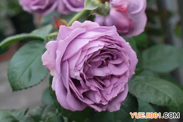 富硒原生古茶有哪些（原生茶古富硒有什么作用）-硒宝网