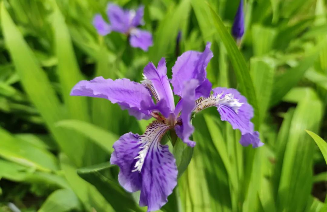 富硒原生古茶有哪些（原生茶古富硒有什么作用）-硒宝网