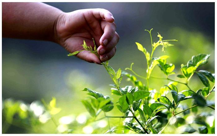 土家富硒藤茶是真的(土家富硒藤茶是什么东西)-硒宝网
