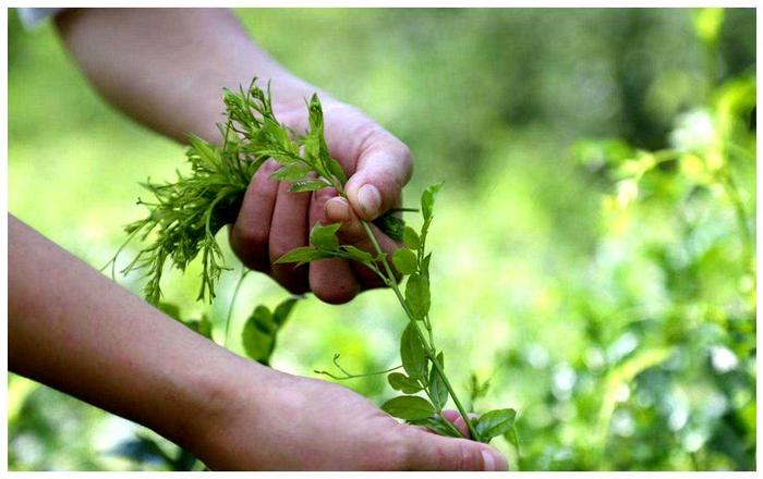 土家富硒藤茶是真的(土家富硒藤茶是什么东西)-硒宝网