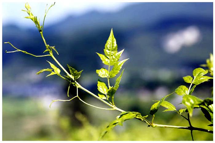 土家富硒藤茶是真的(土家富硒藤茶是什么东西)-硒宝网