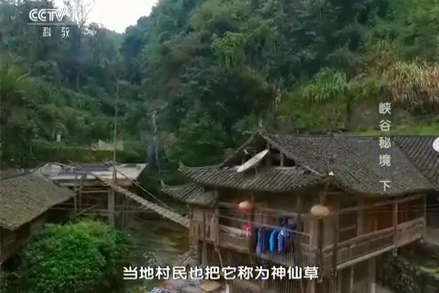 土家富硒藤茶是真的(土家富硒藤茶是什么味道)-硒宝网