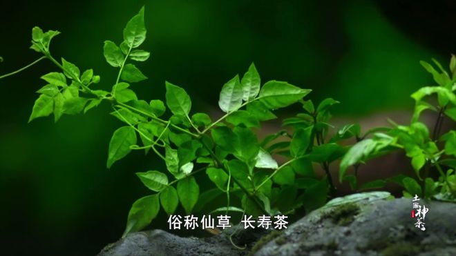 土家富硒藤茶是真的(土家富硒藤茶是什么味道)-硒宝网