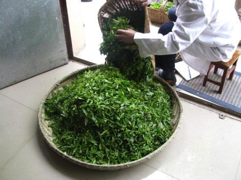 比龙井还好的富硒茶（恩施富硒龙井茶）-硒宝网