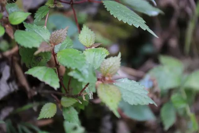 恩施富硒茶用农药吗（农药茶恩施富硒用量多少）-硒宝网