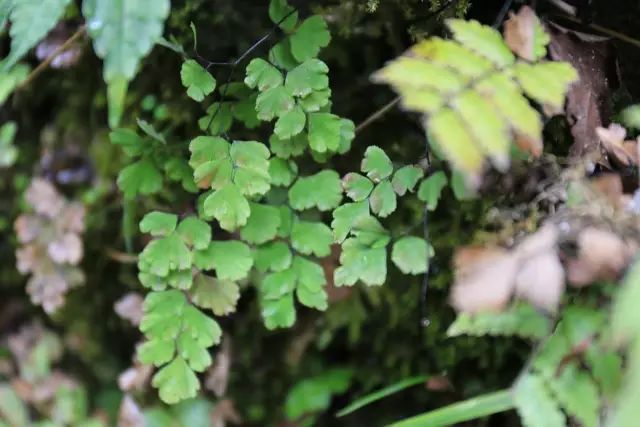 恩施富硒茶用农药吗（农药茶恩施富硒用量多少）-硒宝网