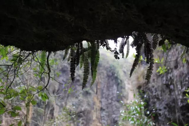 恩施富硒茶用农药吗（农药茶恩施富硒用量多少）-硒宝网