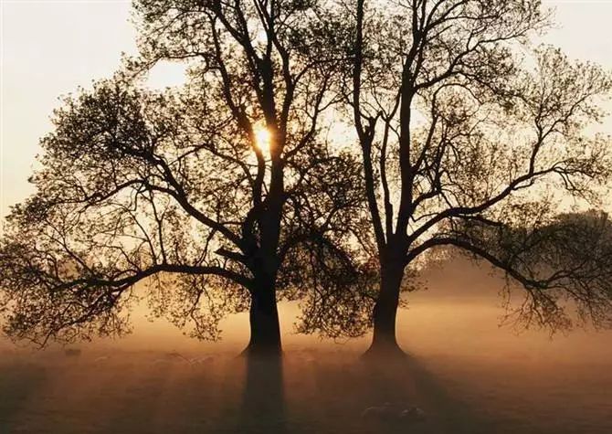 陕南富硒茶去哪里买（陕西富硒茶的功效与作用）-硒宝网