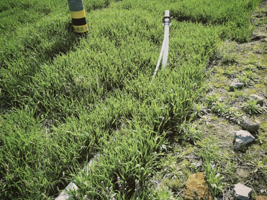 陕南富硒茶去哪里买(富硒茶走廊)-硒宝网