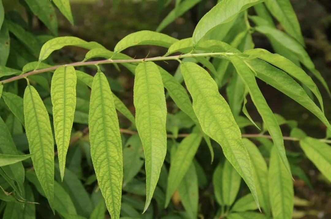 补铁的作用（补铁作用）-硒宝网