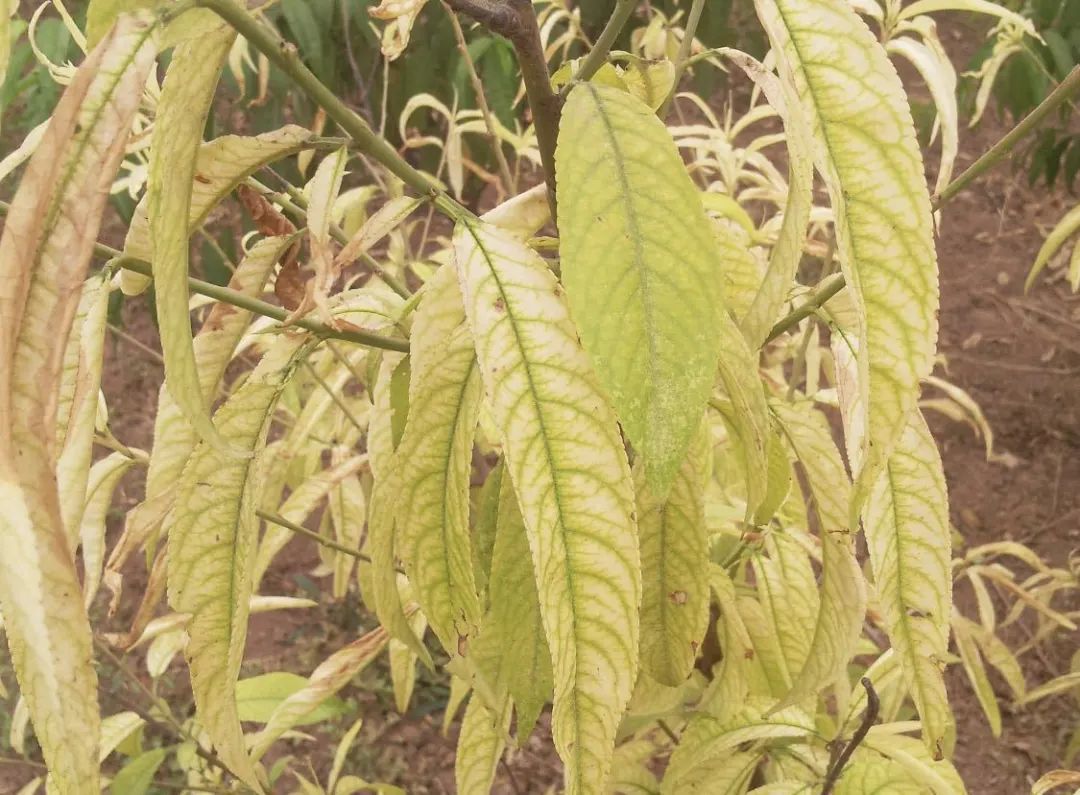 补铁的作用（补铁作用）-硒宝网