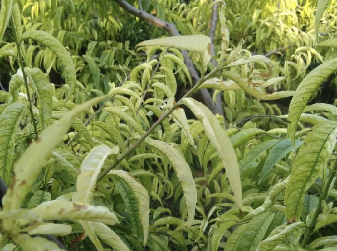 补铁的作用（补铁作用）-硒宝网