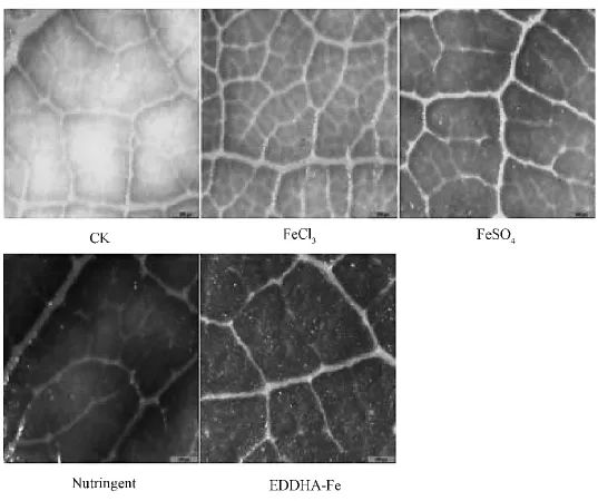 补铁的作用（补铁作用）-硒宝网