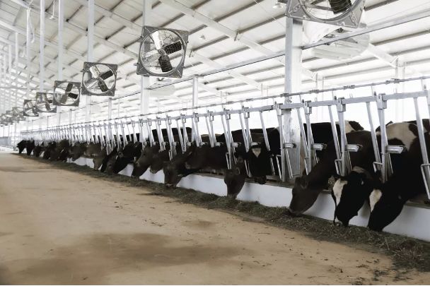 富硒植物速溶茶价格(富硒茶蔬片的功效)-硒宝网