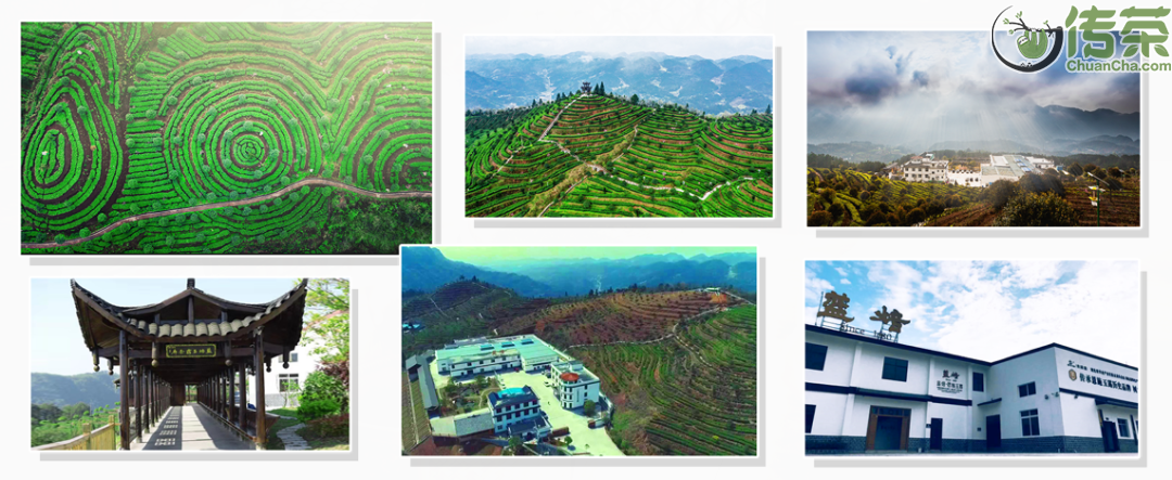 恩施富硒茶回甘持久(恩施富硒茶口感如何)-硒宝网