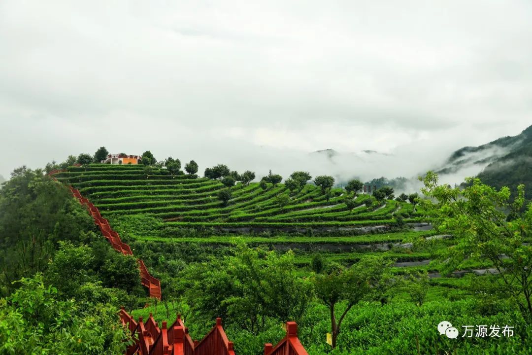 万源+富硒茶+茶山(万源富硒茶叶)-硒宝网