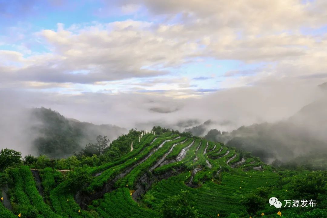 万源+富硒茶+茶山(万源富硒茶叶)-硒宝网