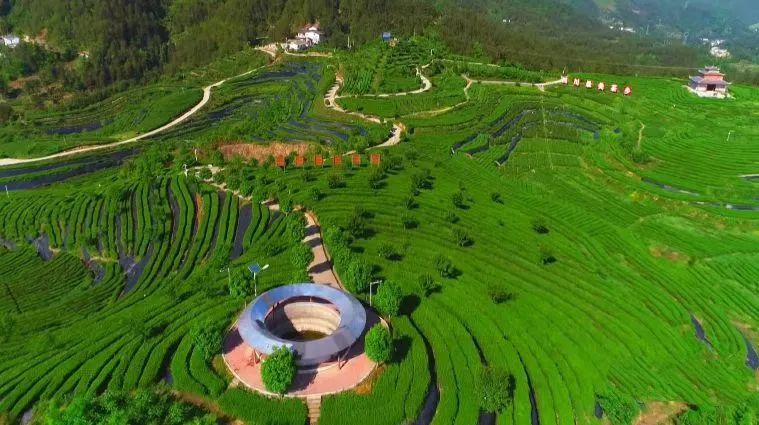 万源+富硒茶+茶山(万源富硒茶叶)-硒宝网