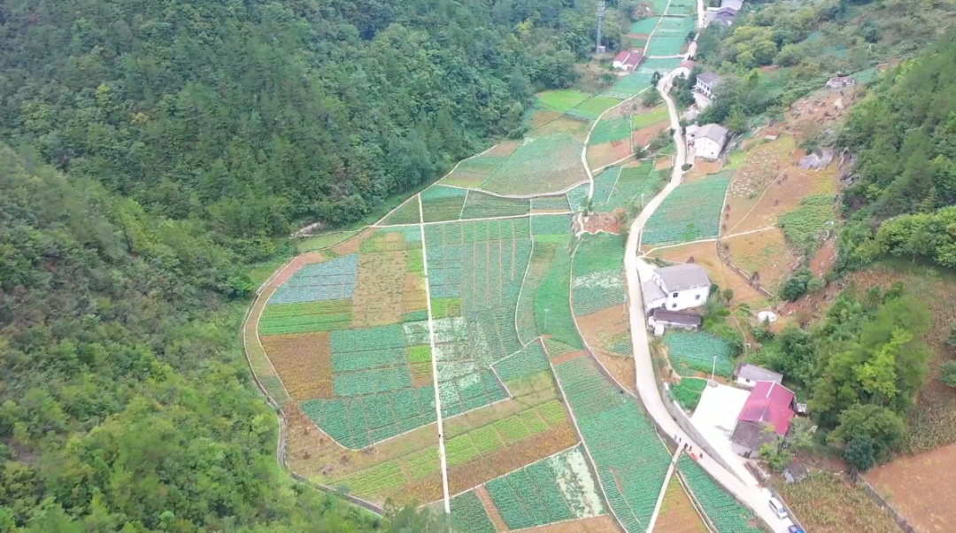万源+富硒茶+茶山(万源富硒茶叶)-硒宝网
