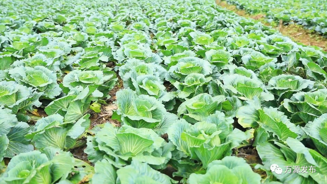 万源+富硒茶+茶山(万源富硒茶叶)-硒宝网