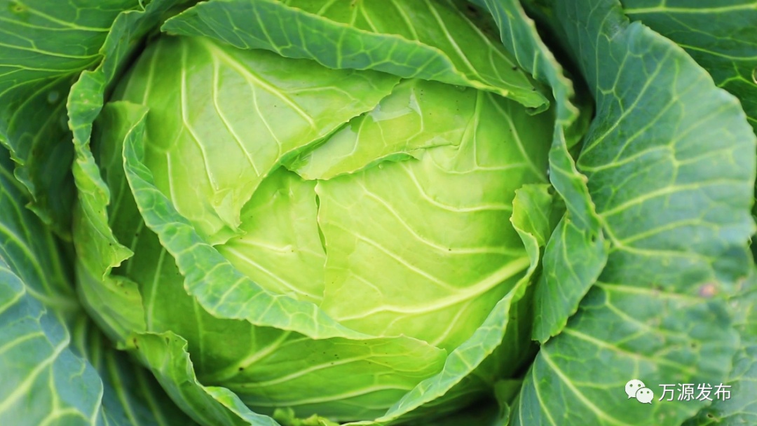 万源+富硒茶+茶山(万源富硒茶叶)-硒宝网