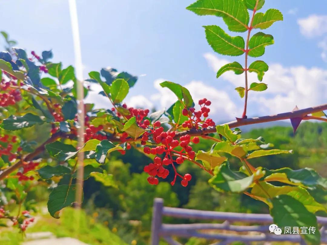 富硒茶的特色是什么(茶特色富硒是什么东西)-硒宝网